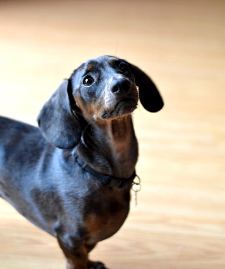 Creating Healthy Habits for the Whole Family - How to Brush a Stubborn Dog's Teeth
