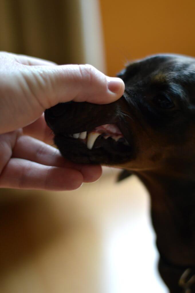 how to brush a stubborn dog's teeth