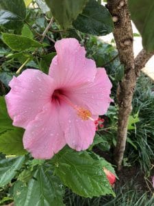 A glistening hibiscus flower after a rain shower.
